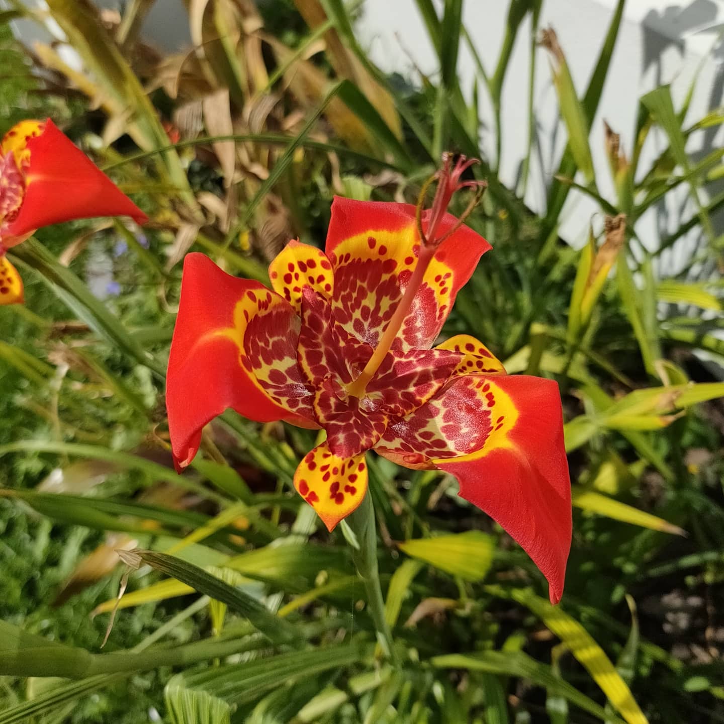 Tigrida pavonia Red (Peacock Flower, Tiger Flower)