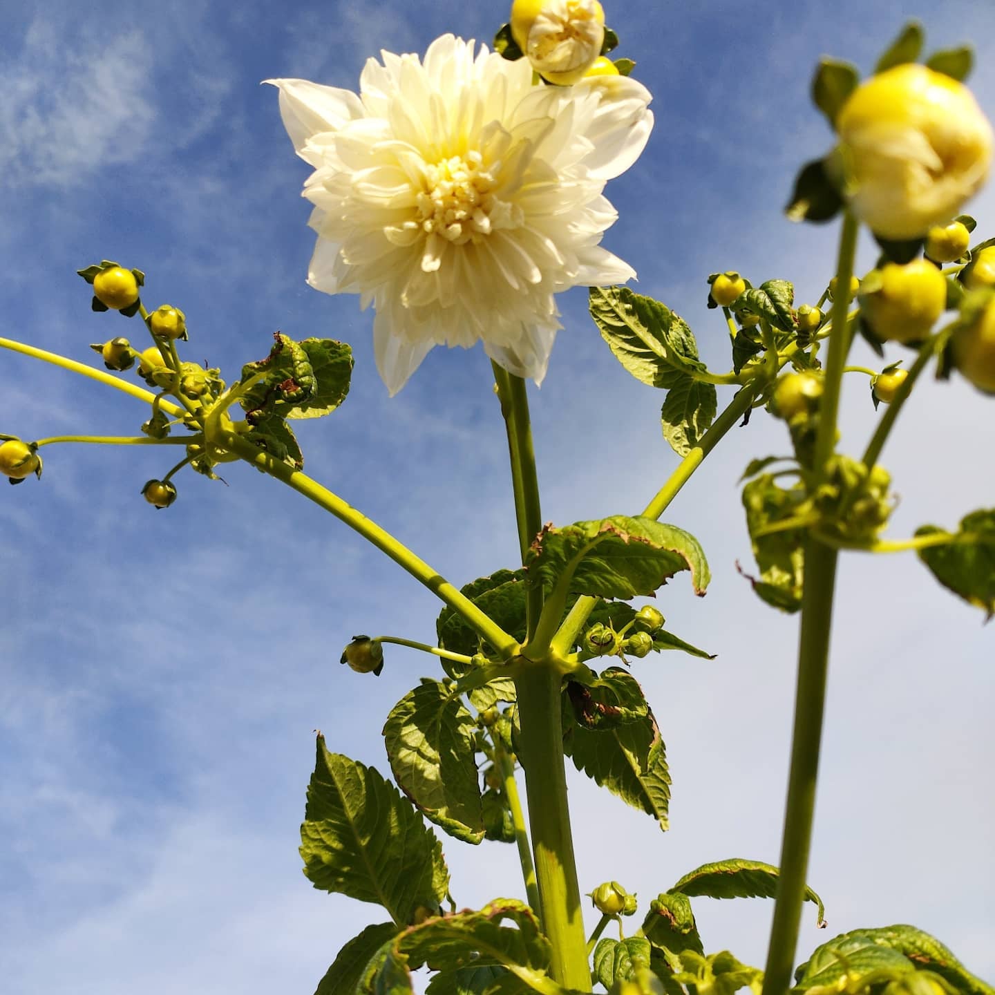 Dahlia imperialis 'Double White' (Tree Dahlia)
