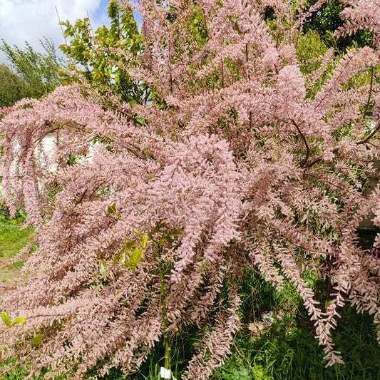 Tamarix juniperina (Tamarisk)