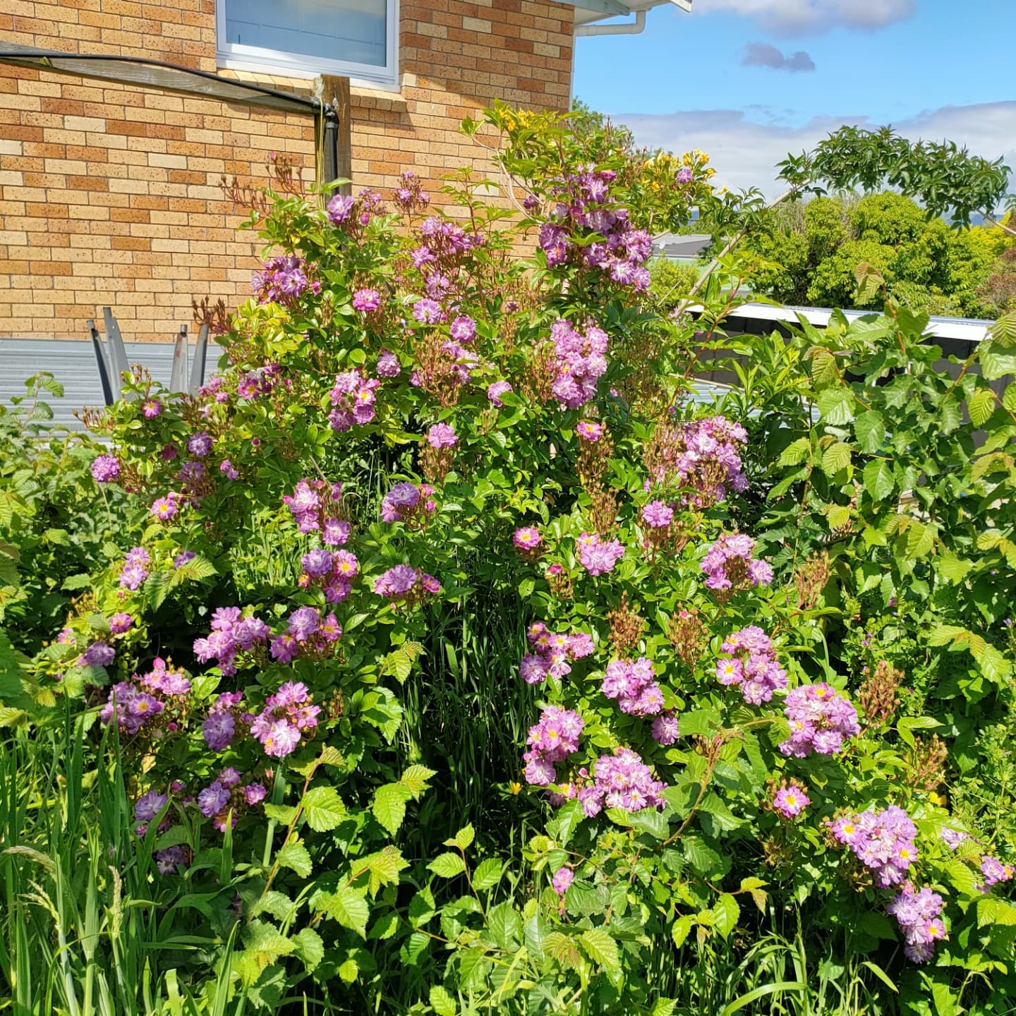 Rosa 'Veilchenblau' (Blue Rambler Rose)