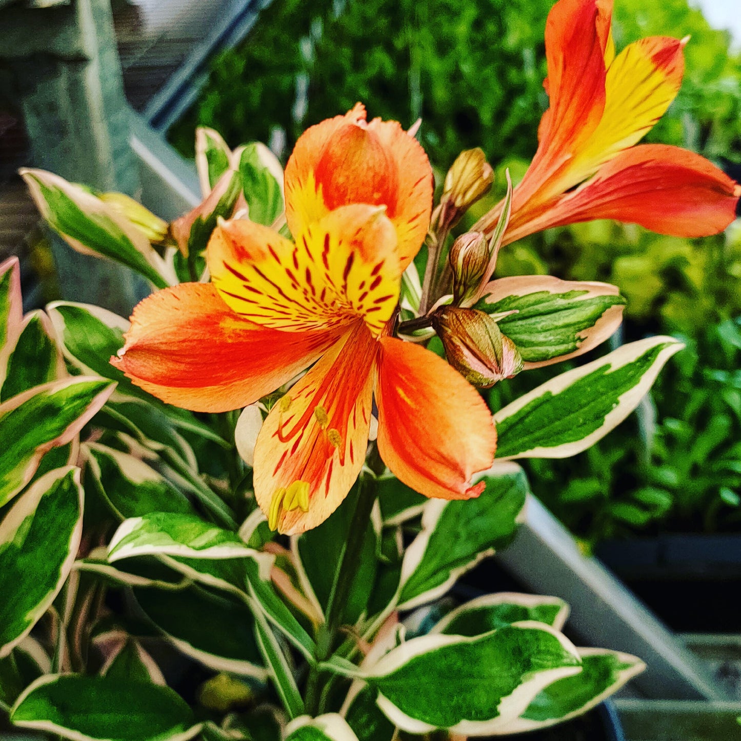 Alstroemeria 'Inca Mardi Gras' (Peruvian Lily)