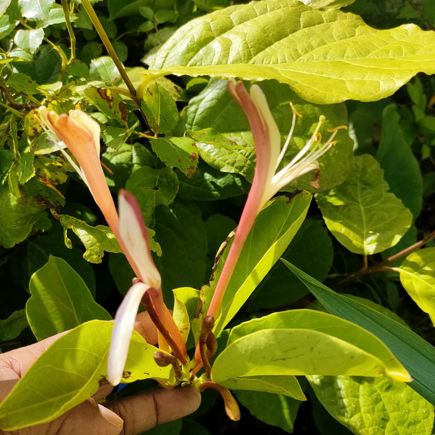 Lonicera hildebrandiana Giant Burmese Honeysuckle flowers 