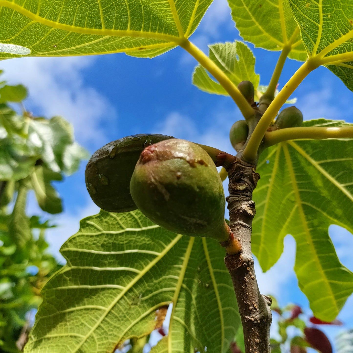 Ficus carica 'Brunoro Black' (Fig)