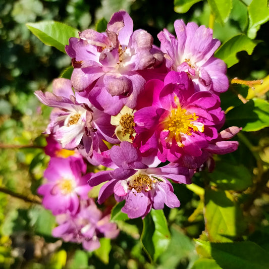 Rosa 'Veilchenblau' (Blue Rambler Rose)