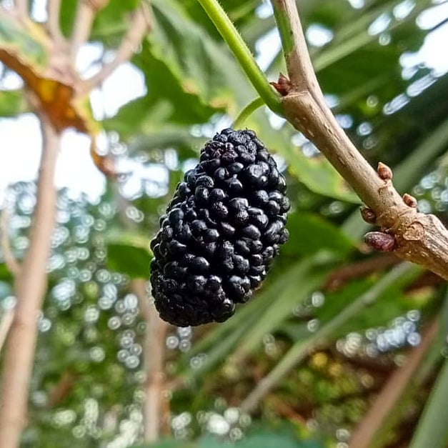 Morus alba x rubra 'Hick's Early' (Mulberry)