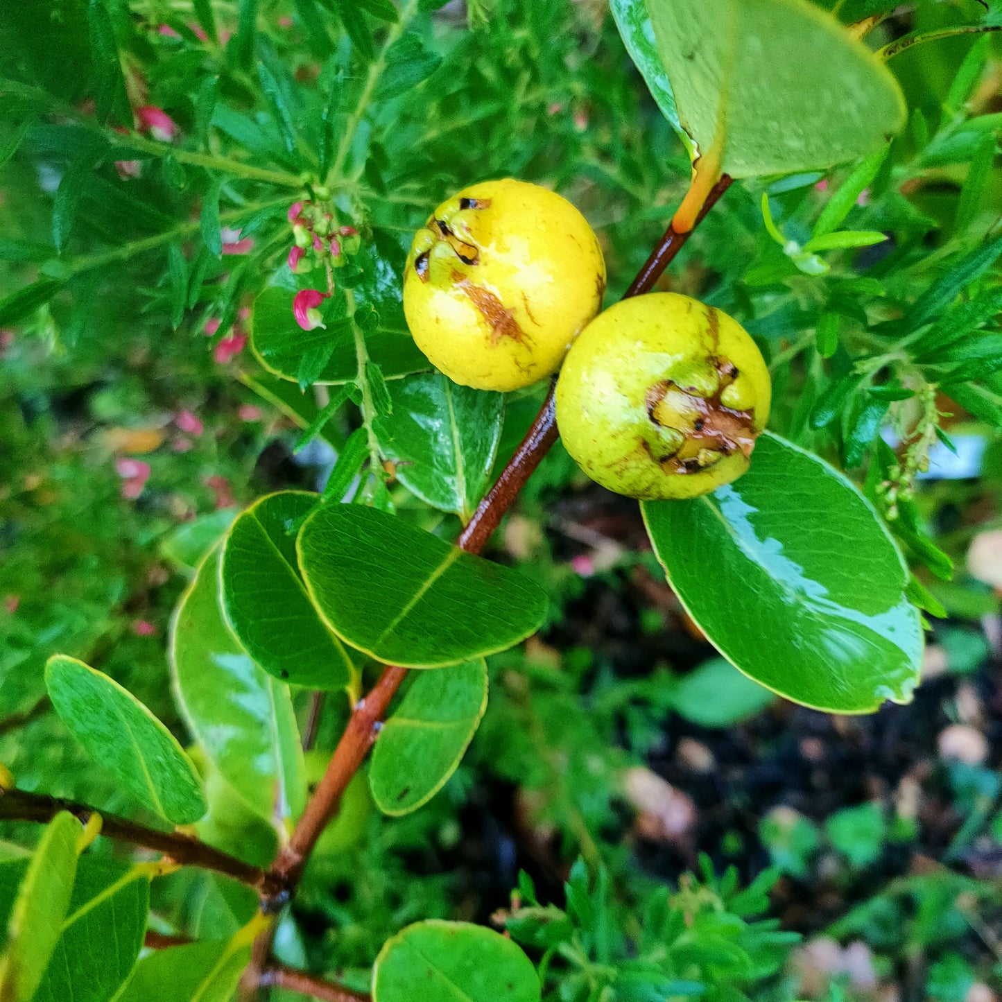 Psidium littorale (Cherry Guava) Yellow