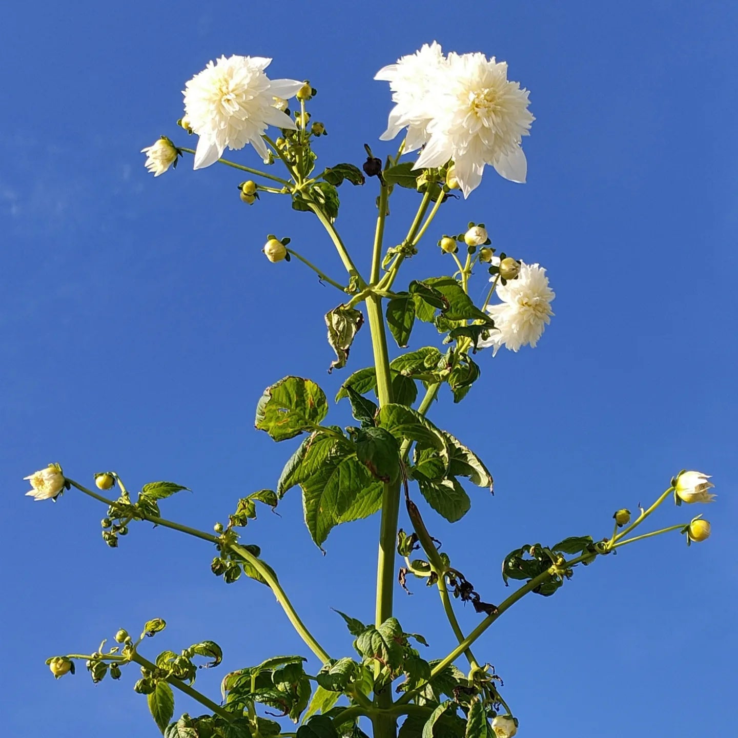 Dahlia imperialis 'Double White' (Tree Dahlia)