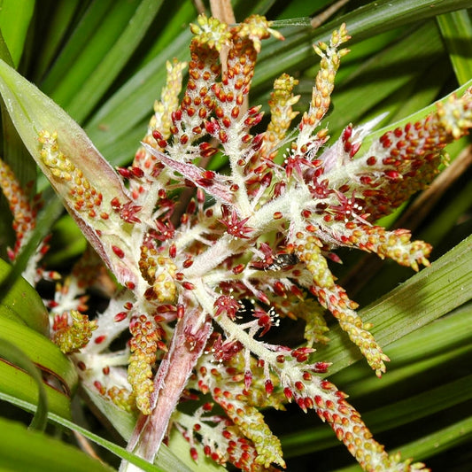 Astelia solandri (Kōwharawhara)