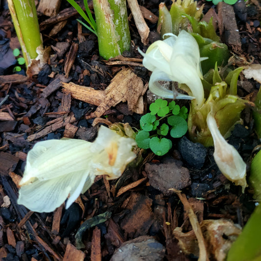 Zingiber mioga (Japanese Ginger)