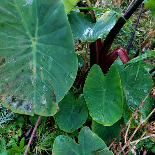 Colocasia esculenta (Taro)