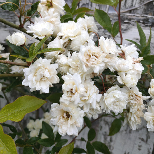 Rosa banksiae 'Alba' (Banks' Rose)