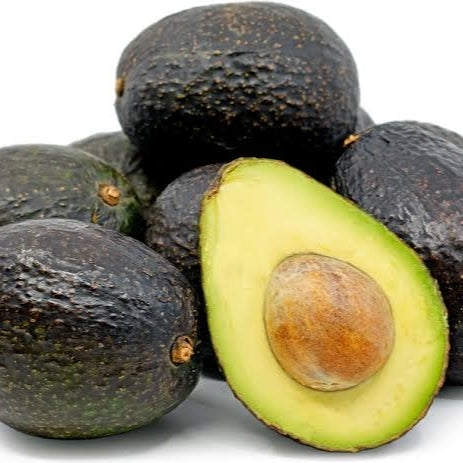 Persea americana 'Hass' (Avocado)