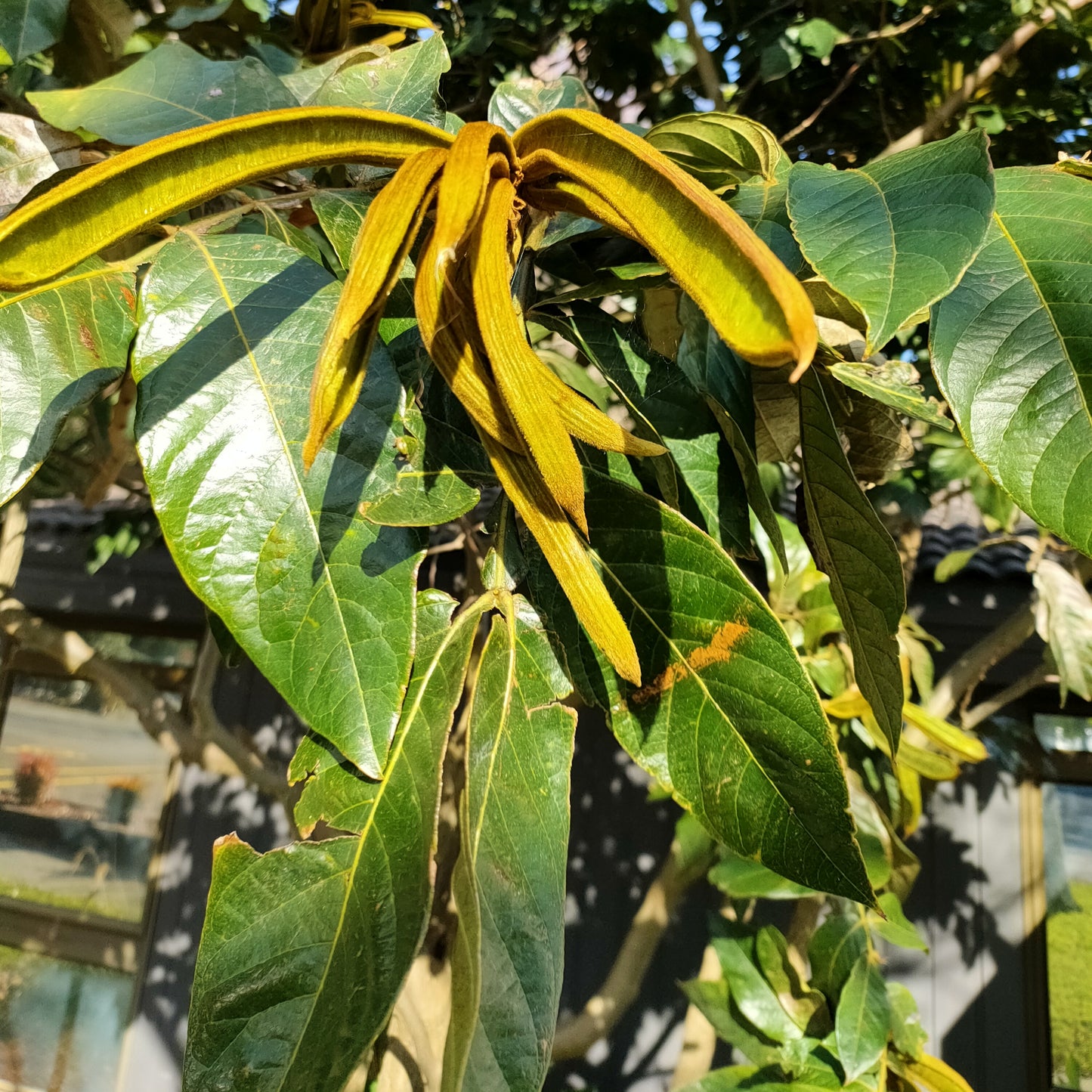 Inga edulis icecream bean fruit