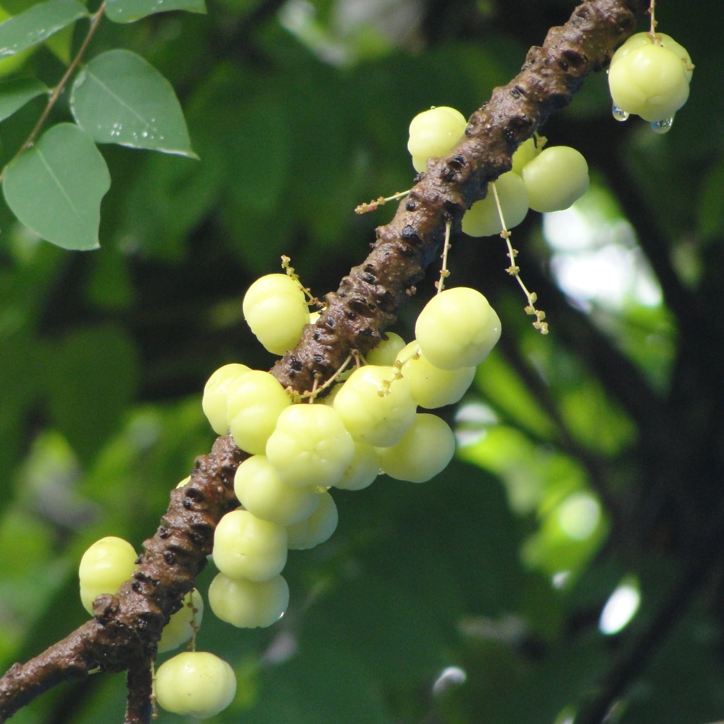 Phyllanthus acidus (Gooseberry Tree, Star Gooseberry)