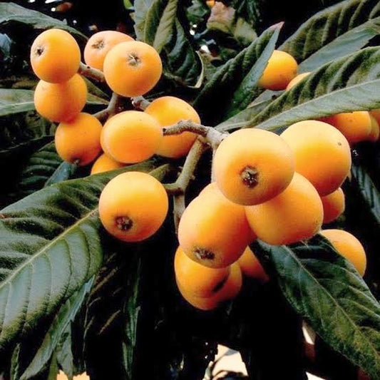 Eriobotrya japonica (Japanese Loquat)