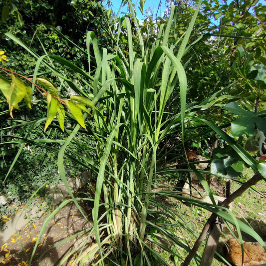 Saccharum officinarum (Sugarcane Green Stem)