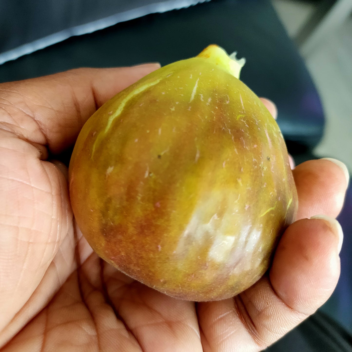 Ficus carica 'Brown Turkey' (Fig)