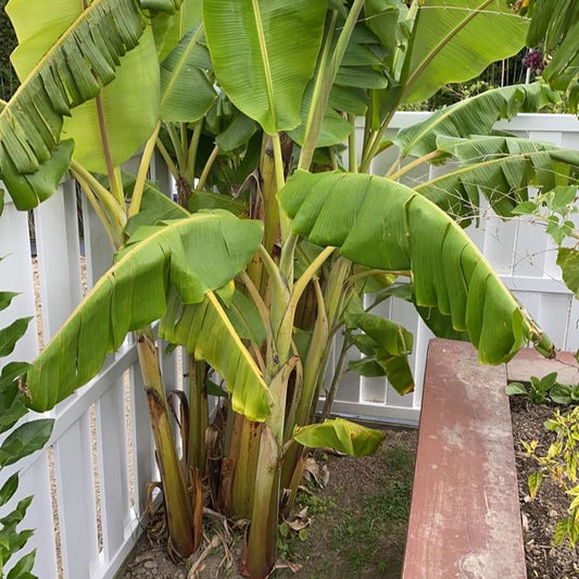 Musa 'Misi Luki' (Ladyfinger Banana)