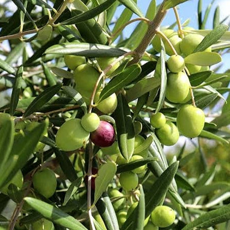 Olea europea 'J5' (Olive)