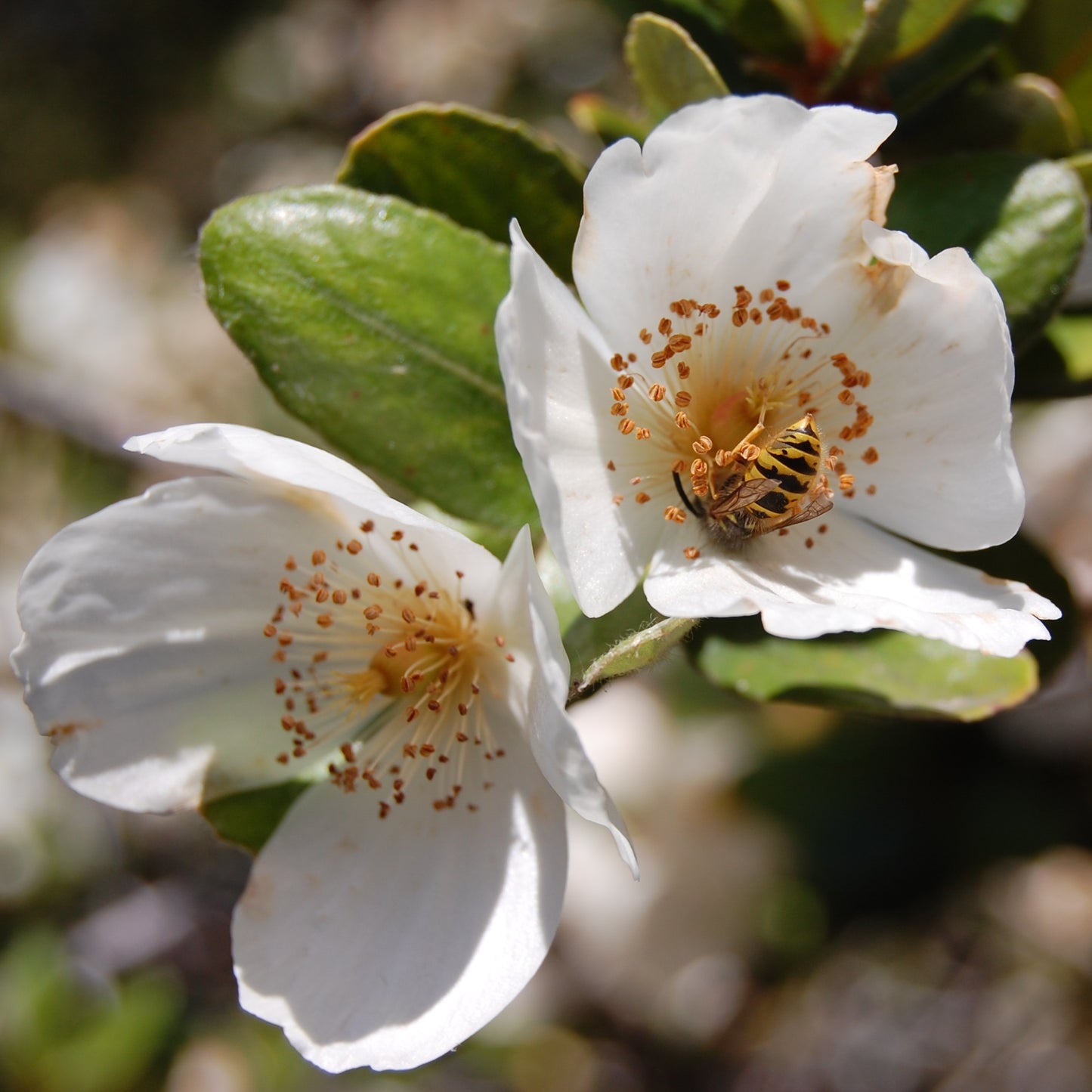 Eucryphia × nymansensis 'Nymansay'