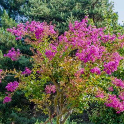 Lagerstroemia indica 'Soir D'ete' (Crepe Myrtle)