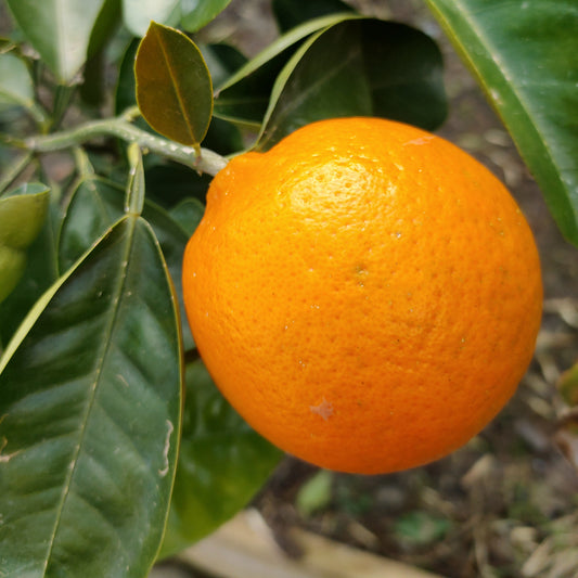 Citrus × tangelo 'Seminole' (Tangelo)