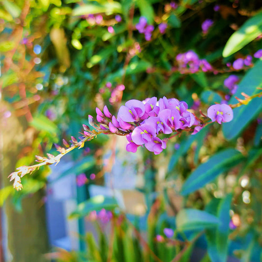 Hardenbergia violacea