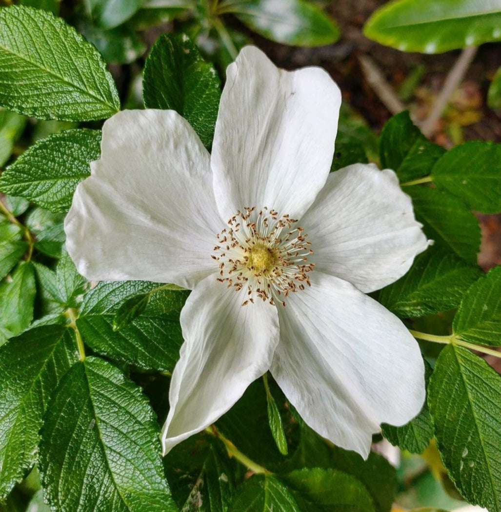 Rosa rugosa 'Alba' (White Beach Rose) – Pikirangi Online Garden Centre