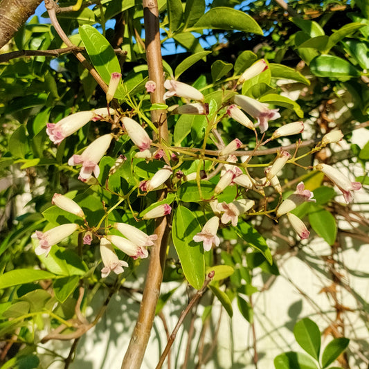 Pandorea 'Ruby Heart'
(Wonga Wonga Vine)