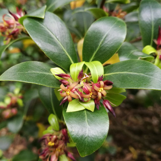 Pittosporum cornifolium (Tawhirikaro)