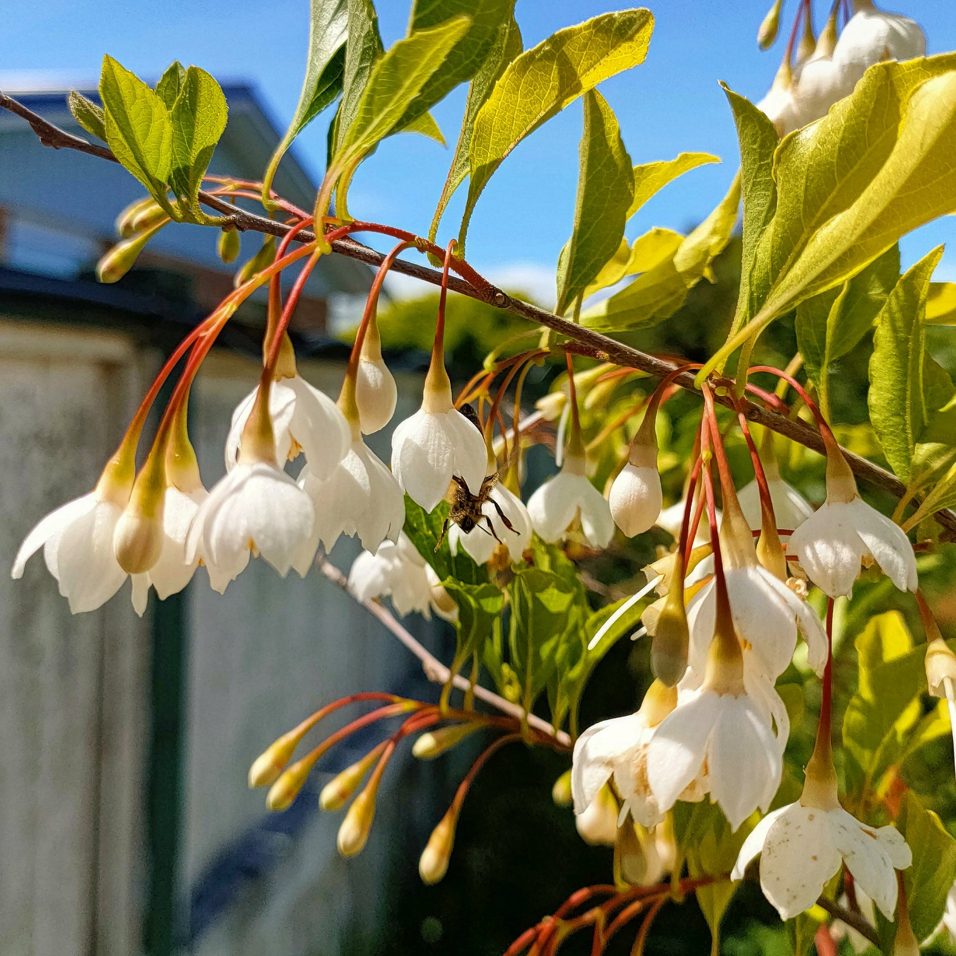 Styrax japonica (Japanese Snowbell) Pikirangi