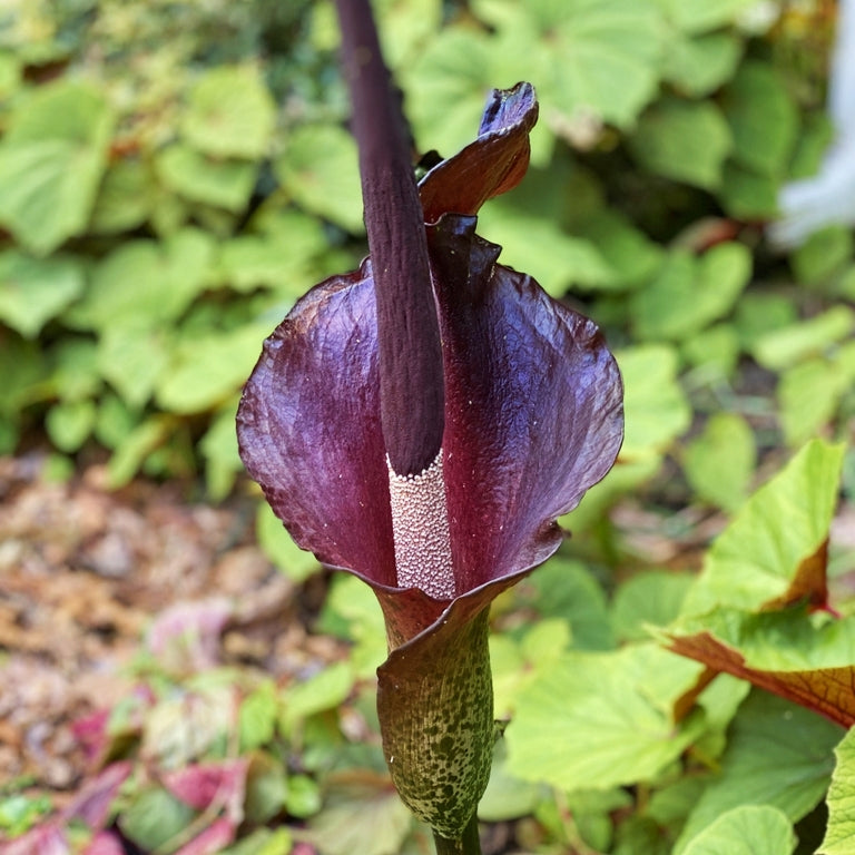 Amorphophallus konjac (Konjac)