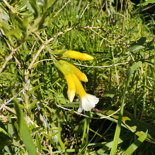 Cantua buxifolia 'Alba' (Flower of the Incas)