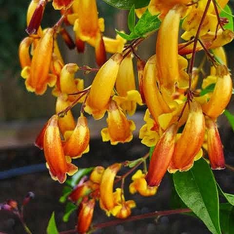 Pandorea pandorana 'Golden Showers' (Golden Wonga-Wonga Vine)