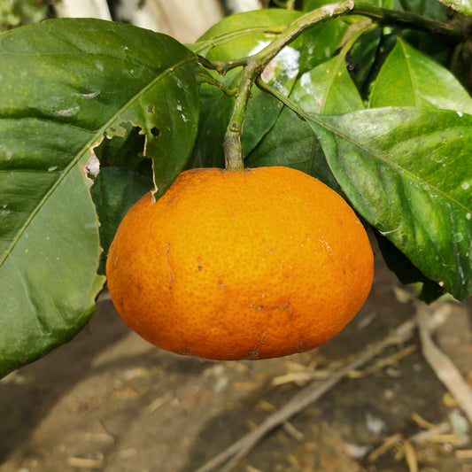 Citrus reticulata 'Miho' (Mandarin)