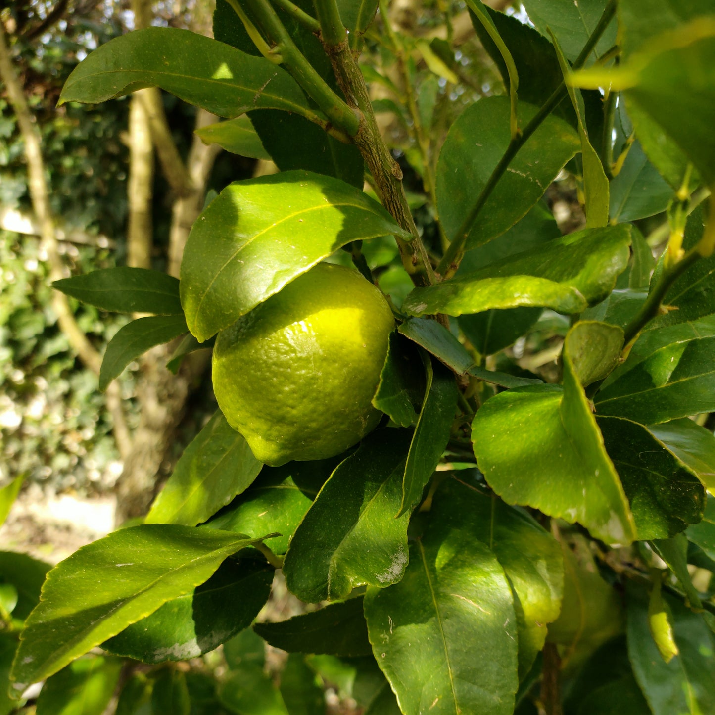 Citrus × latifolia (Tahitian Lime)