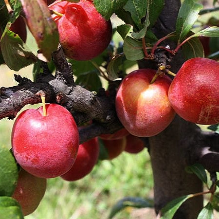 Prunus domestica 'Hawera' (Plum) – Pikirangi Online Garden Centre