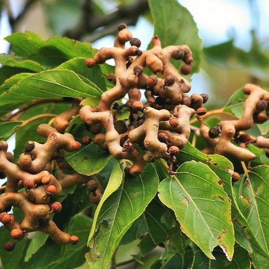 Hovenia dulcis (Japanese Raisin Tree)