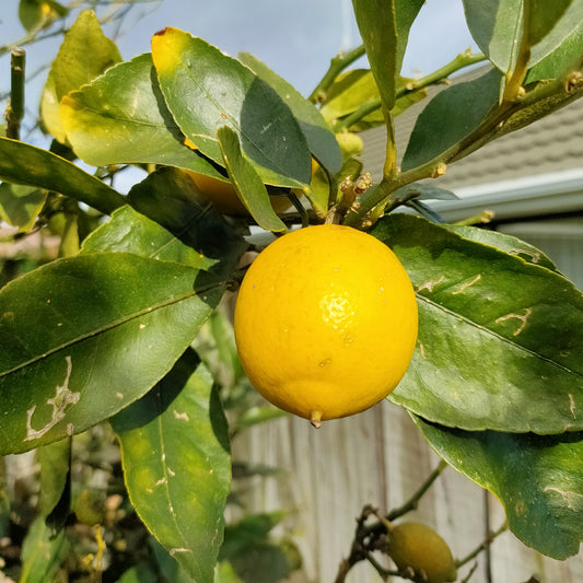 Citrus x limon 'Lemonade' (Lemon)