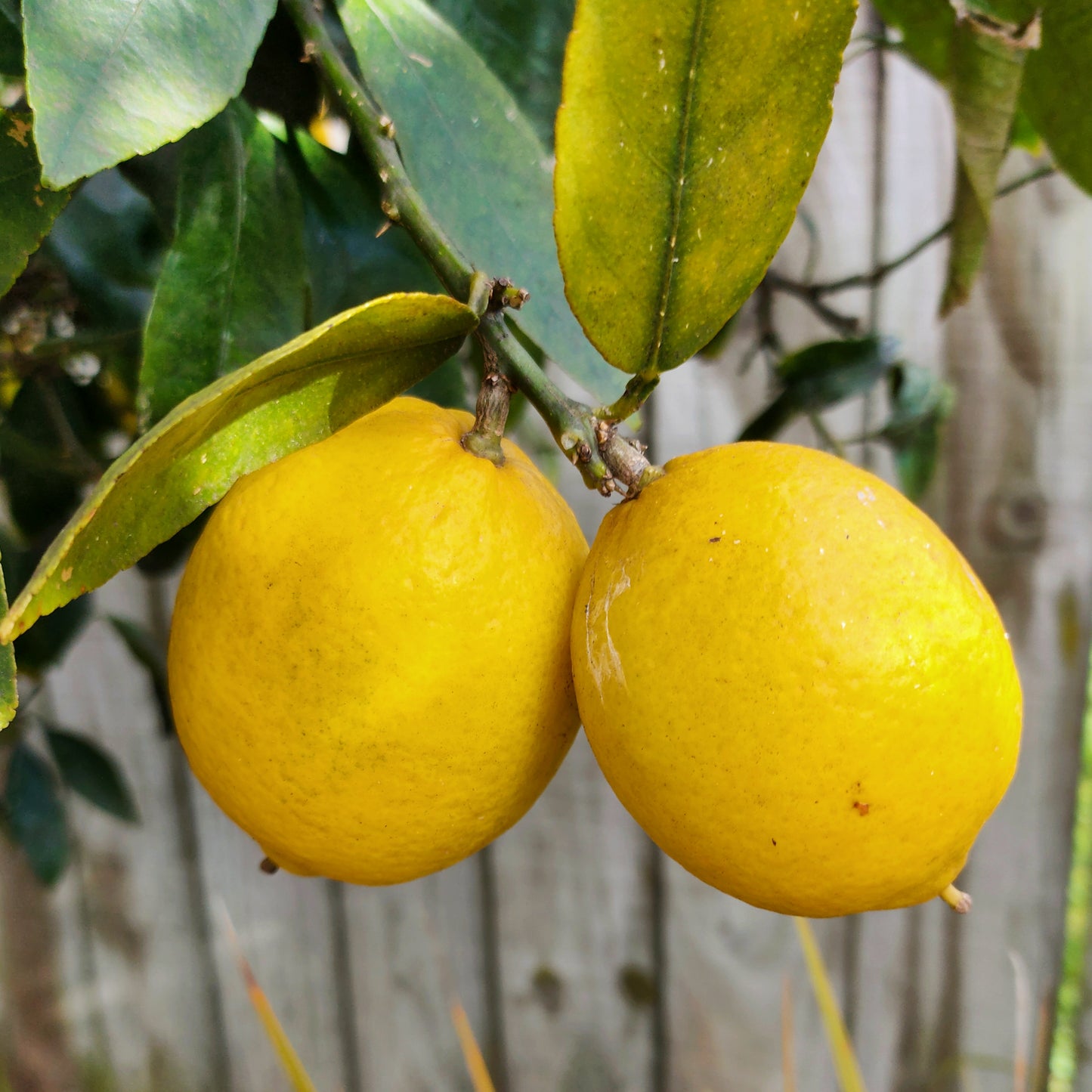 Citrus x limon 'Lemonade' (Lemon)