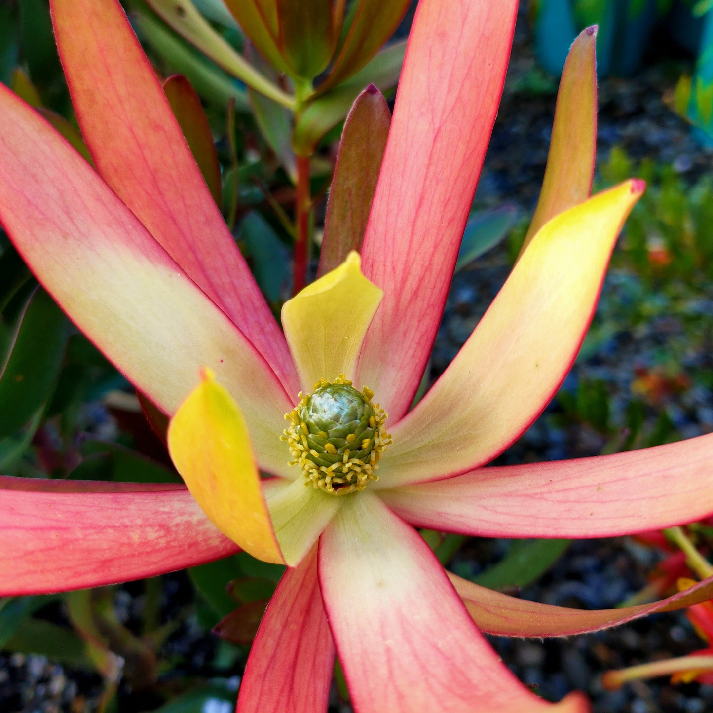 Leucadendron 'Copper Tone'