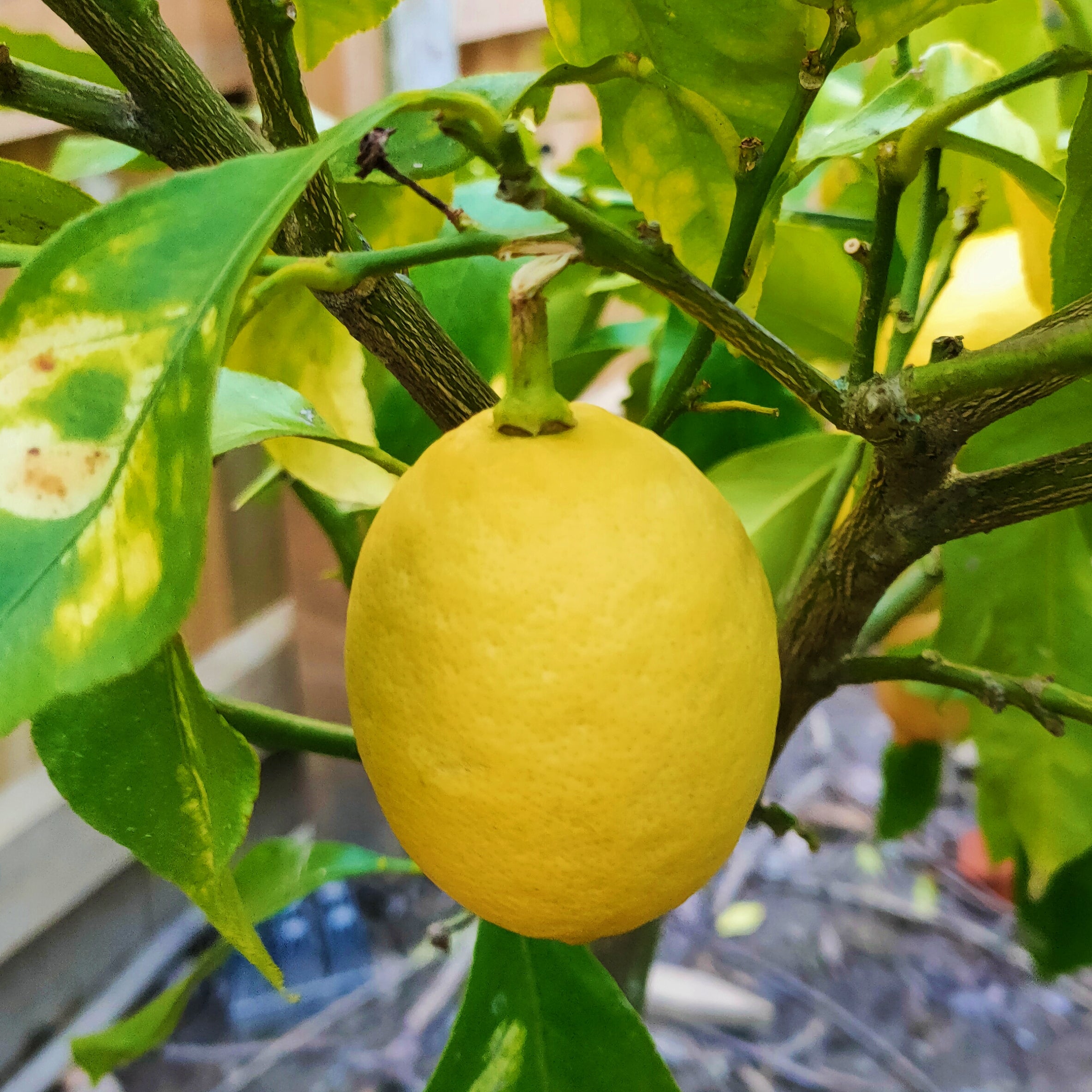 Citrus limon 'Yen Ben' (Lemon) – Pikirangi Online Garden Centre