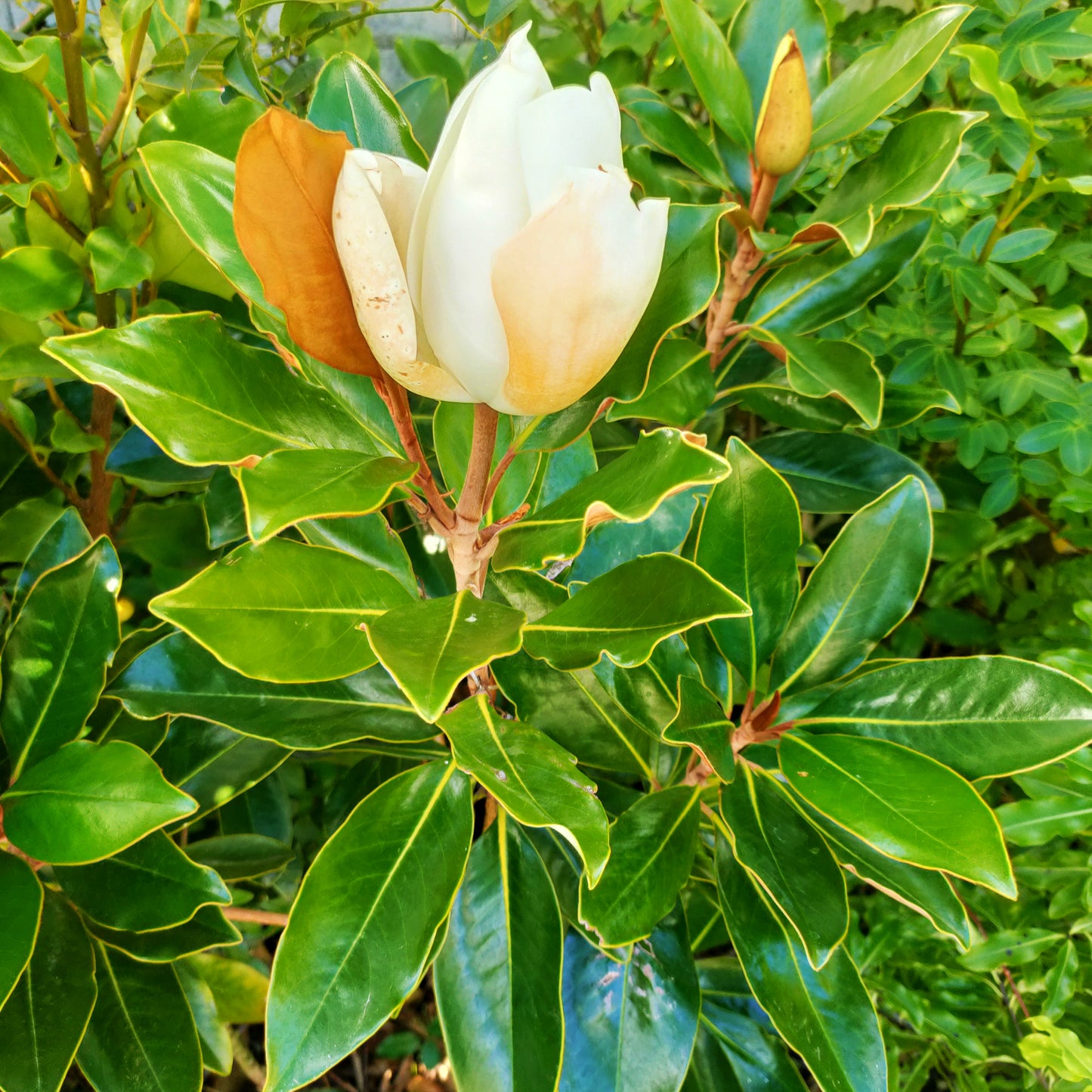 Magnolia grandiflora 'Little Gem' (Southern Magnolia)