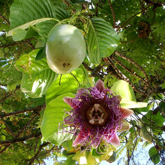 Passiflora quadrangularis (Giant Granadilla)