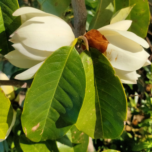 Magnolia 'Touch of Pink'
