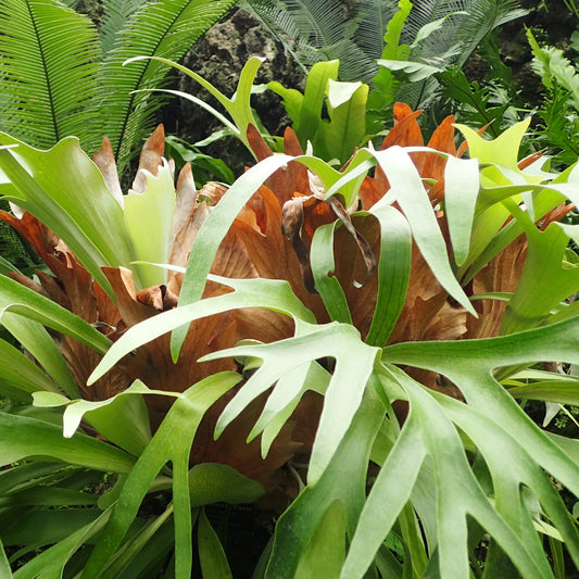 Platycerium bifurcatum (Elkhorn Fern, Staghorn Fern)