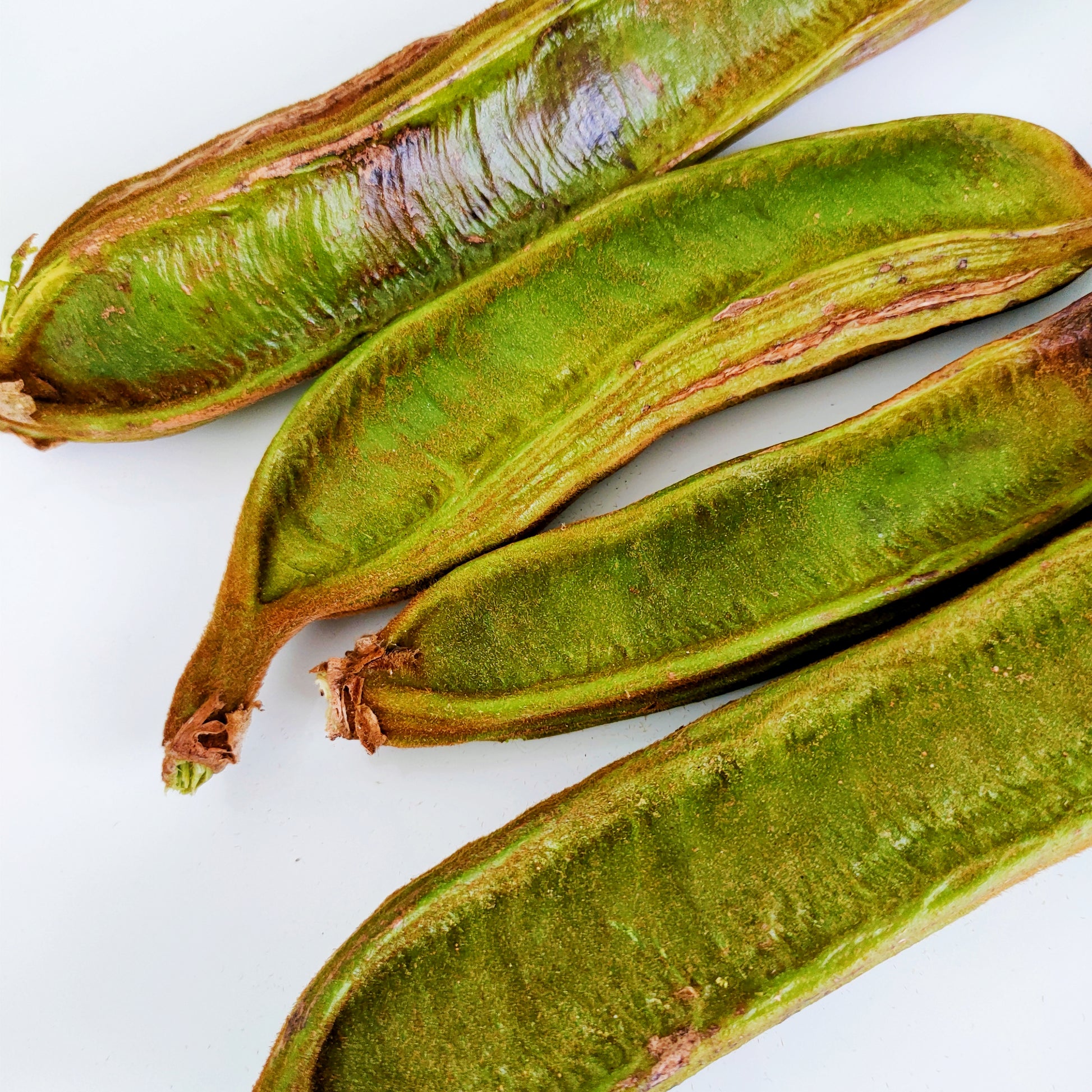 Inga edulis icecream bean fruit