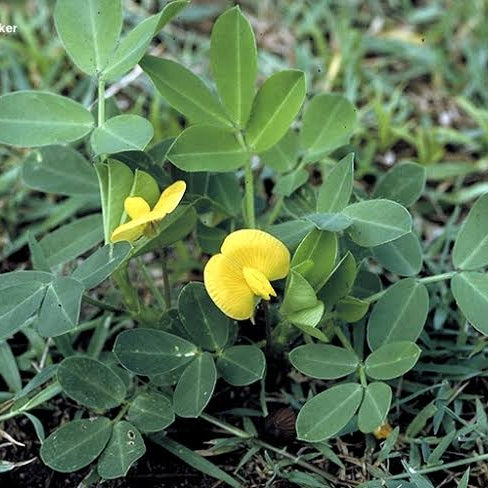 Arachis hypogaea (Peanut, Groundnut)