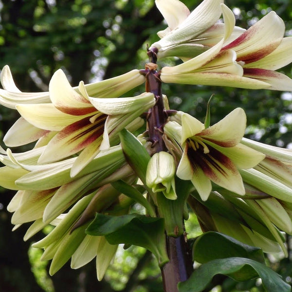 Cardiocrinum giganteum (Giant Himalayan Lily) – Pikirangi Online Garden ...