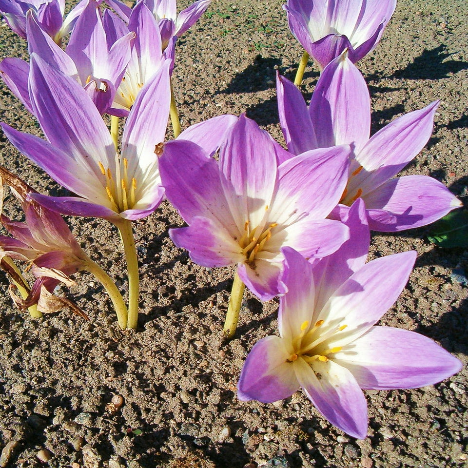 Colchicum speciosum (Autumn Crocus)